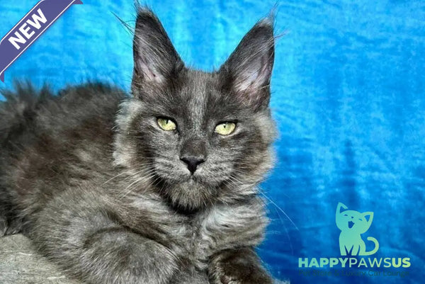 Maikl Maine Coon male black silver - live animals