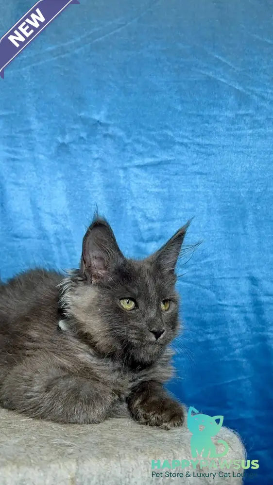 Maikl Maine Coon male black silver - live animals