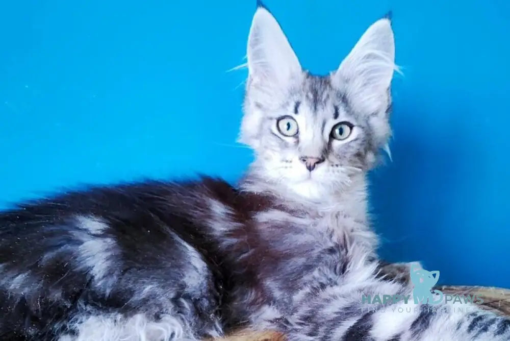 Maison Maine Coon male black silver tabby live animals