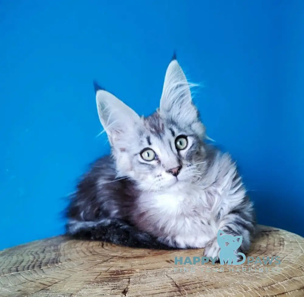 Maison Maine Coon male black silver tabby live animals