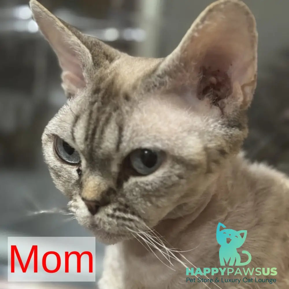 Maja Devon Rex female black tortie bicolour pointed - live animals