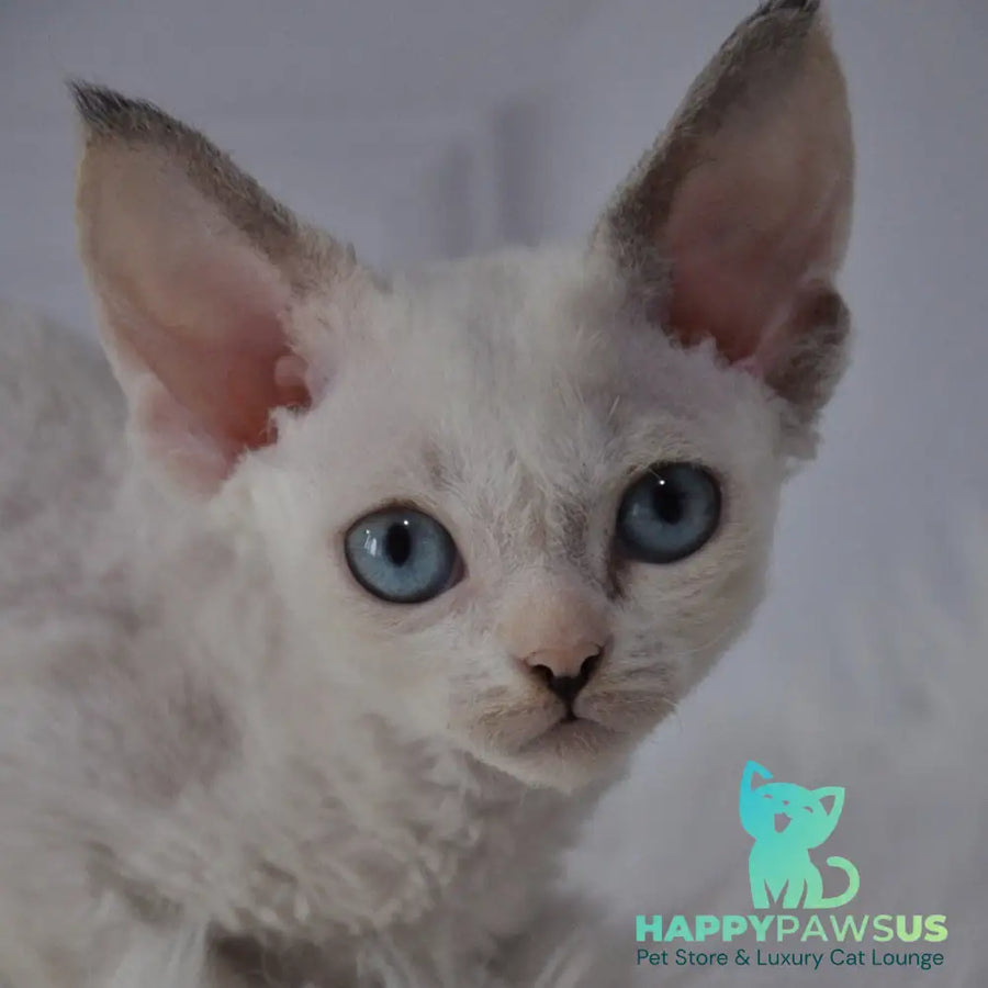 Maja Devon Rex female black tortie bicolour pointed - live animals