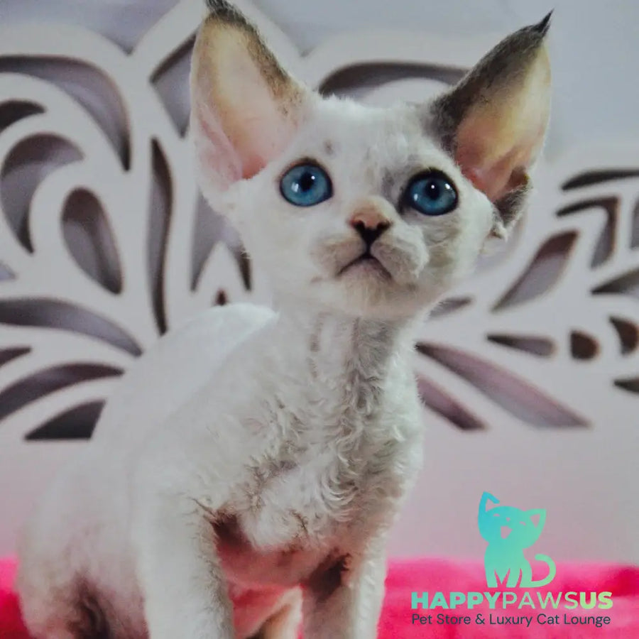 Maja Devon Rex female black tortie bicolour pointed - live animals