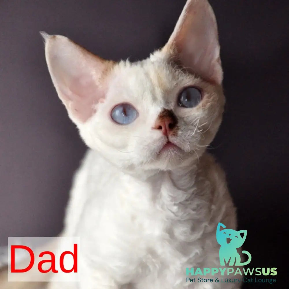 Maja Devon Rex female black tortie bicolour pointed - live animals