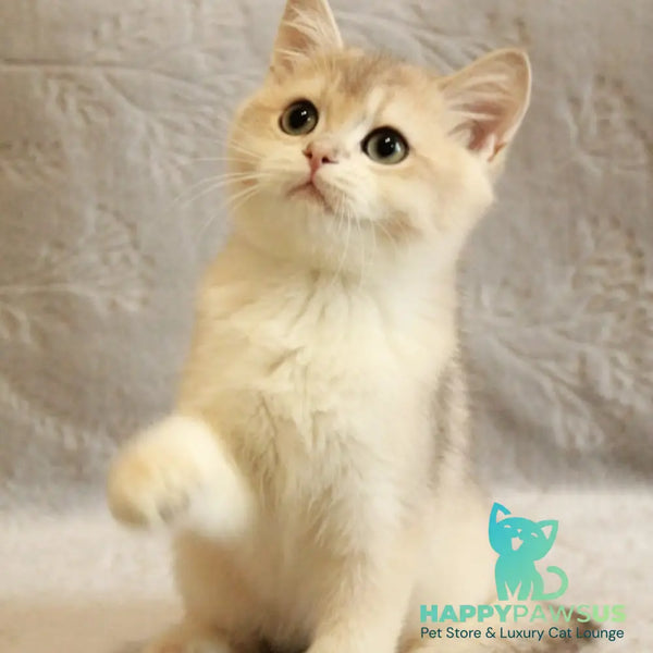 Major British Shorthair male blue golden chinchilla - live animals