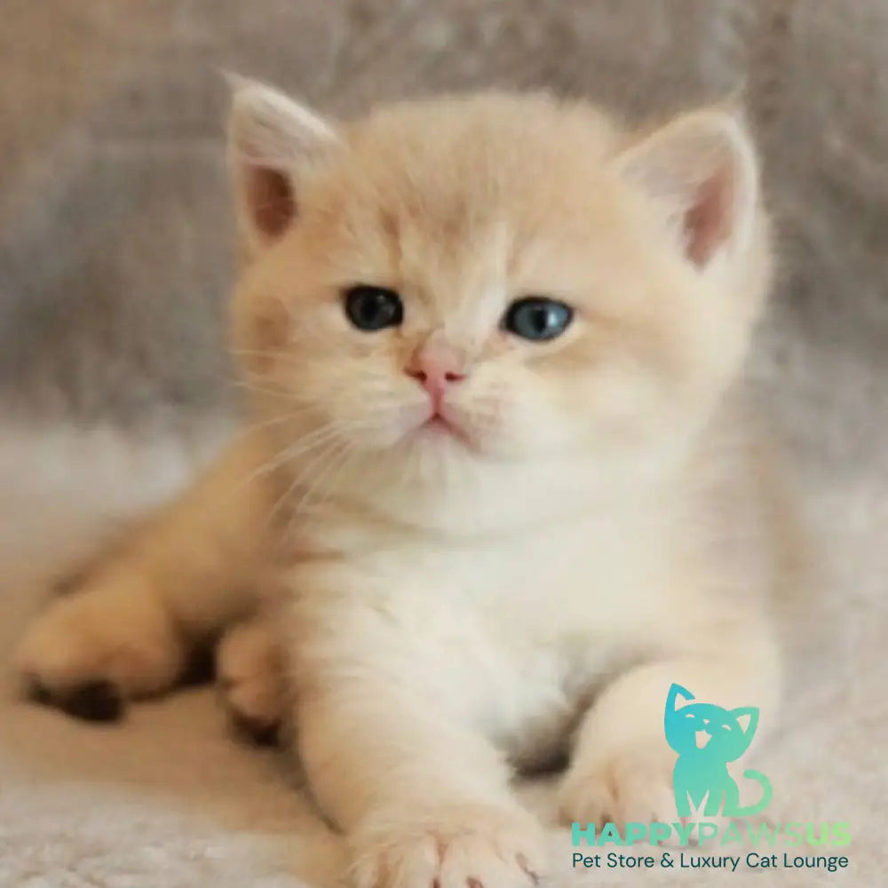 Major British Shorthair male lilac golden chinchilla - live animals