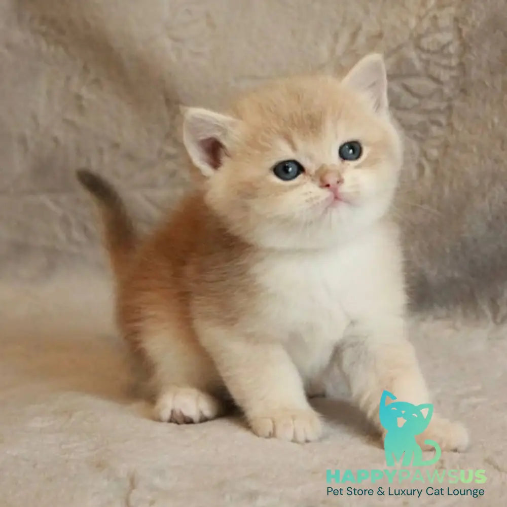 Major British Shorthair male lilac golden chinchilla - live animals
