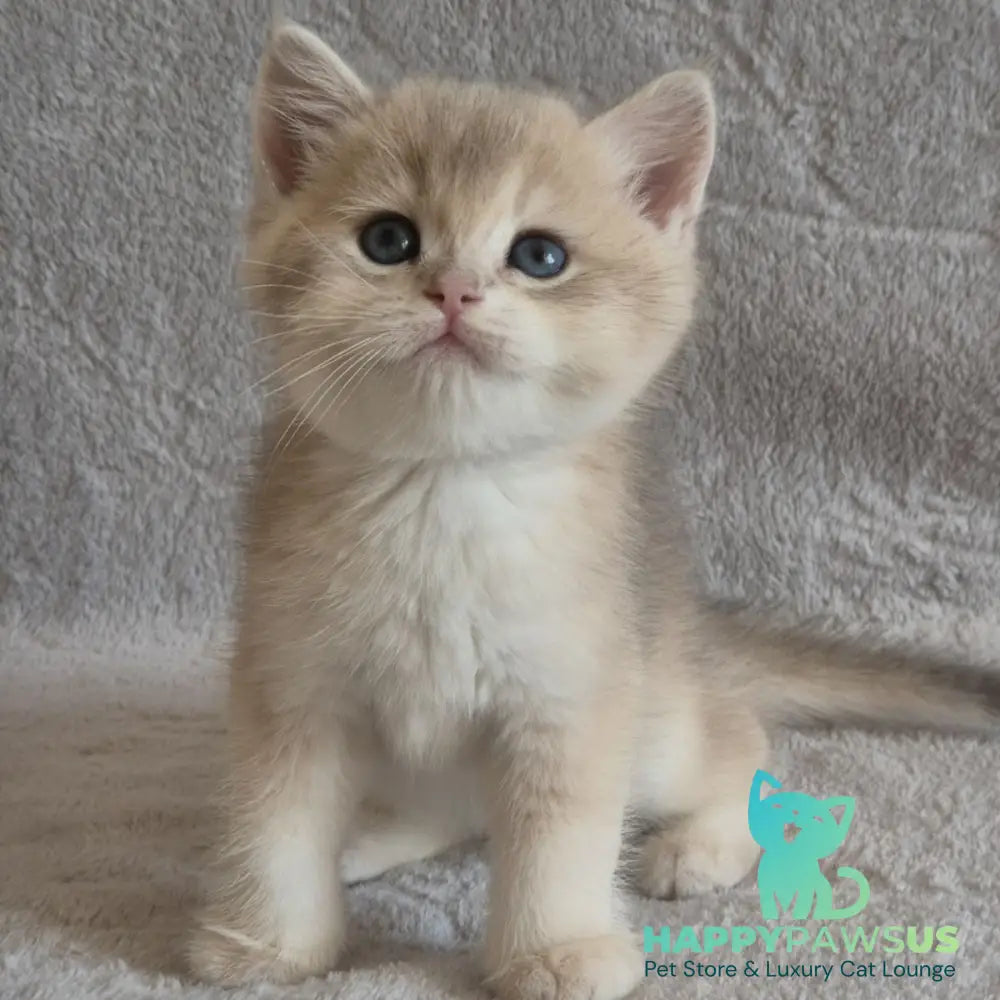 Major British Shorthair male lilac golden chinchilla - live animals