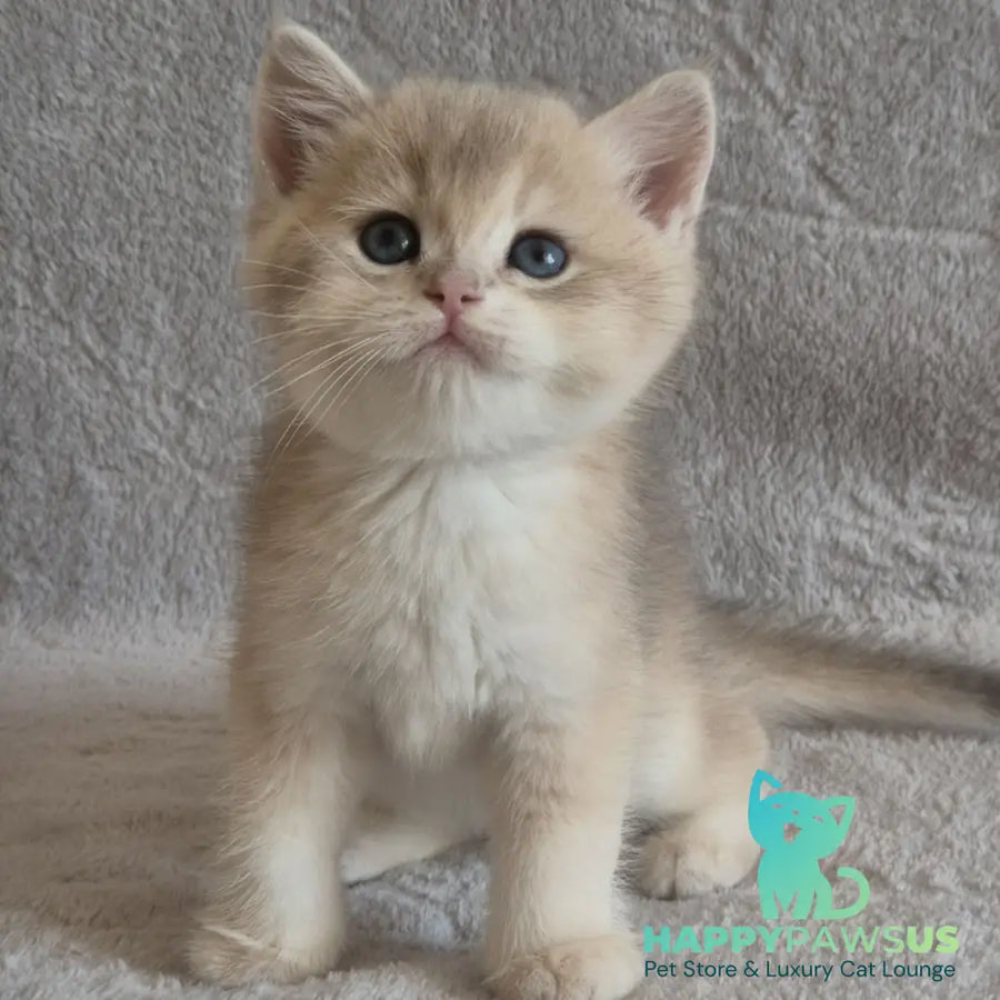 Major British Shorthair male lilac golden chinchilla - live animals