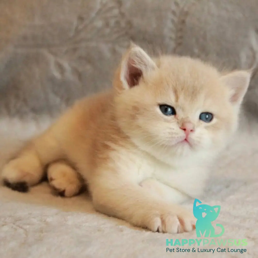 Major British Shorthair male lilac golden chinchilla - live animals
