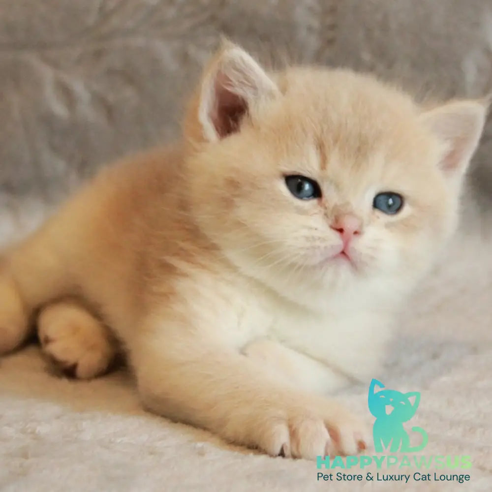 Major British Shorthair male lilac golden chinchilla - live animals