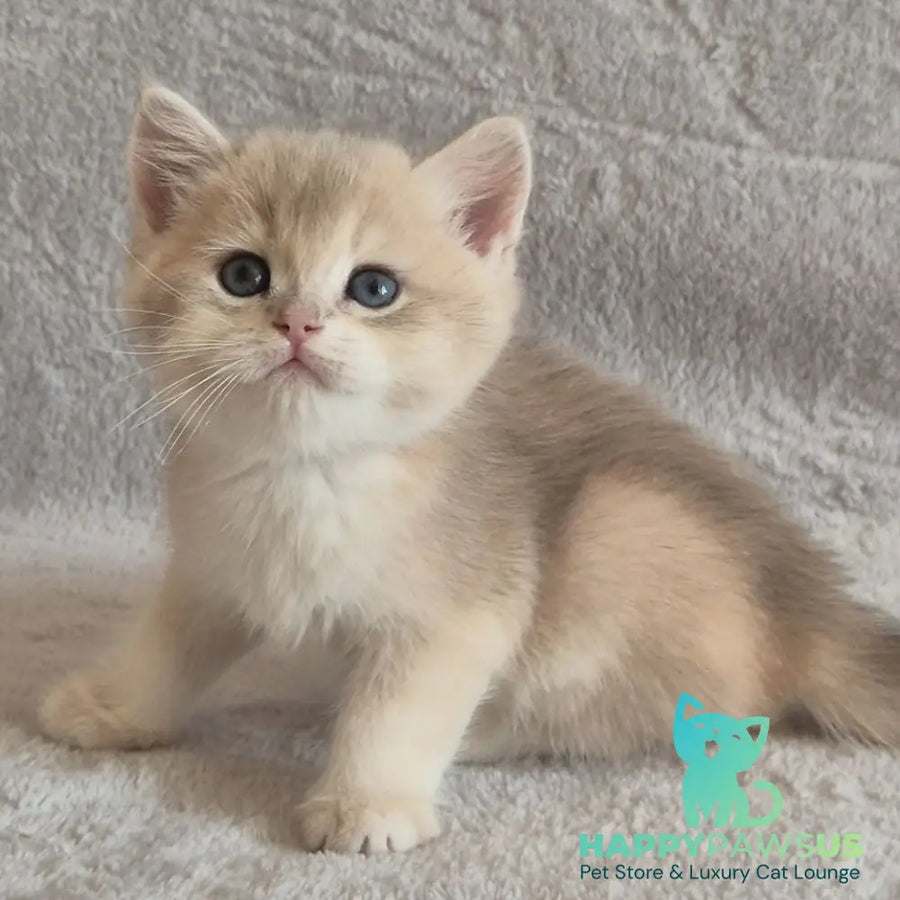 Major British Shorthair male lilac golden chinchilla - live animals
