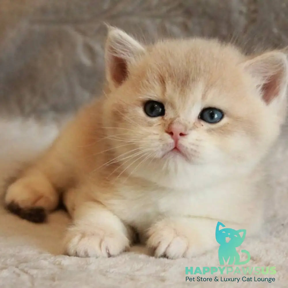 Major British Shorthair male lilac golden chinchilla - live animals