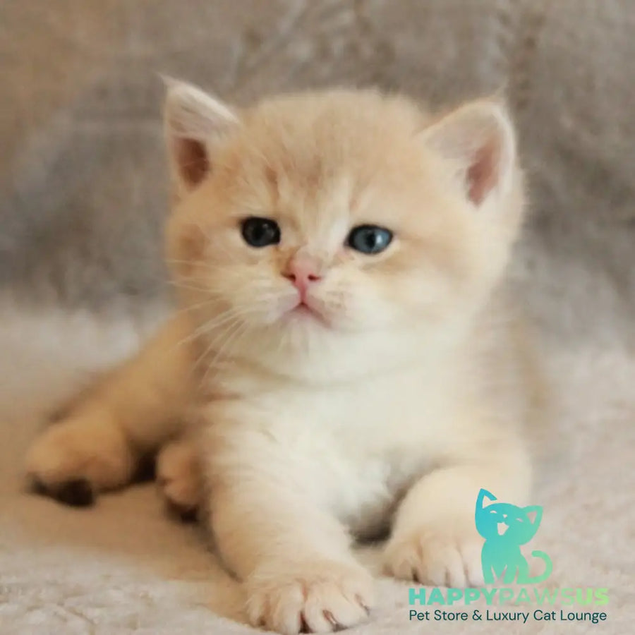 Major British Shorthair male lilac golden chinchilla - live animals