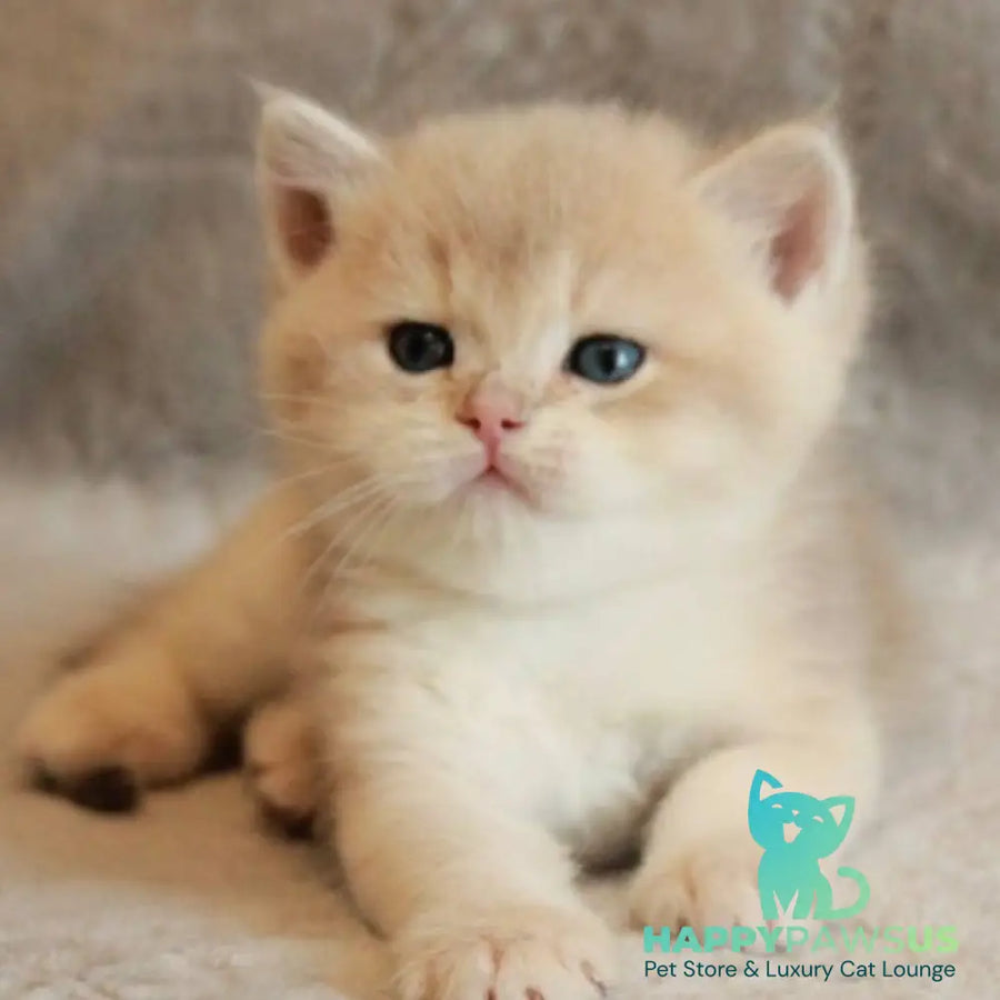 Major British Shorthair male lilac golden chinchilla - live animals