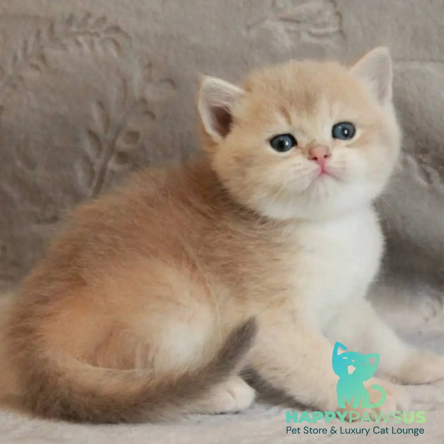 Major British Shorthair male lilac golden chinchilla - live animals