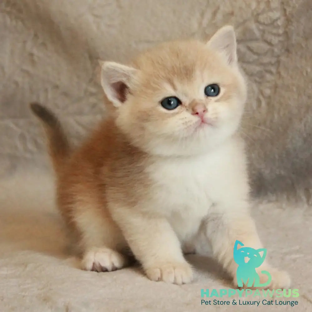 Major British Shorthair male lilac golden chinchilla - live animals