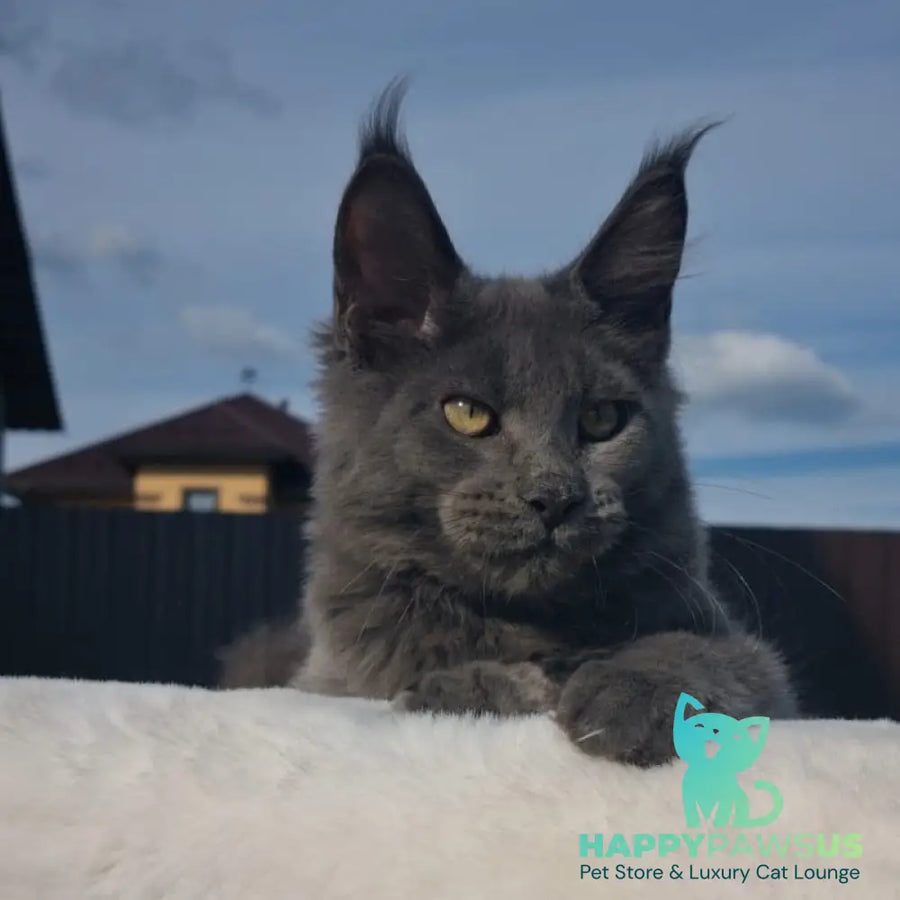 Major Maine Coon male blue - live animals