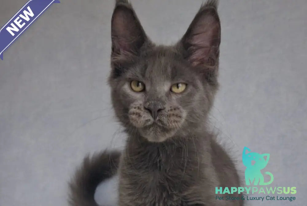 Major Maine Coon male blue - live animals