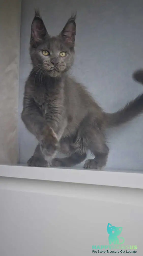 Major Maine Coon male blue - live animals