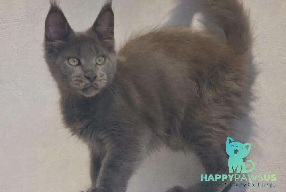 Major Maine Coon male blue - live animals