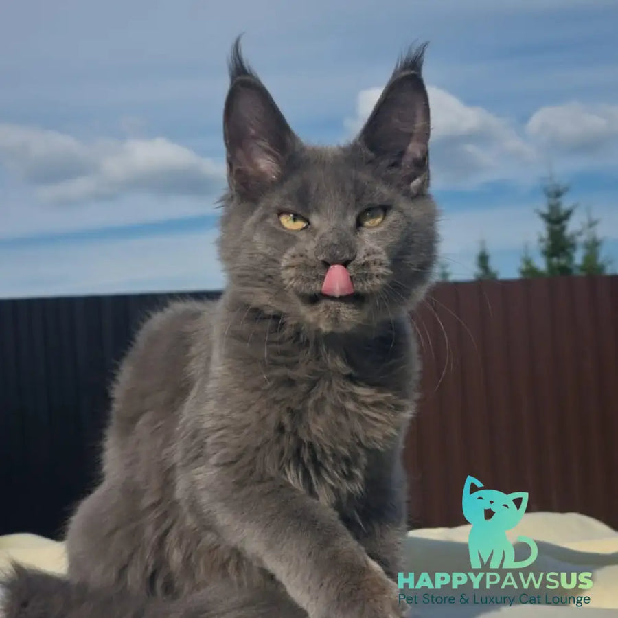 Major Maine Coon male blue - live animals