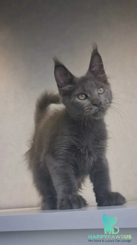 Major Maine Coon male blue - live animals