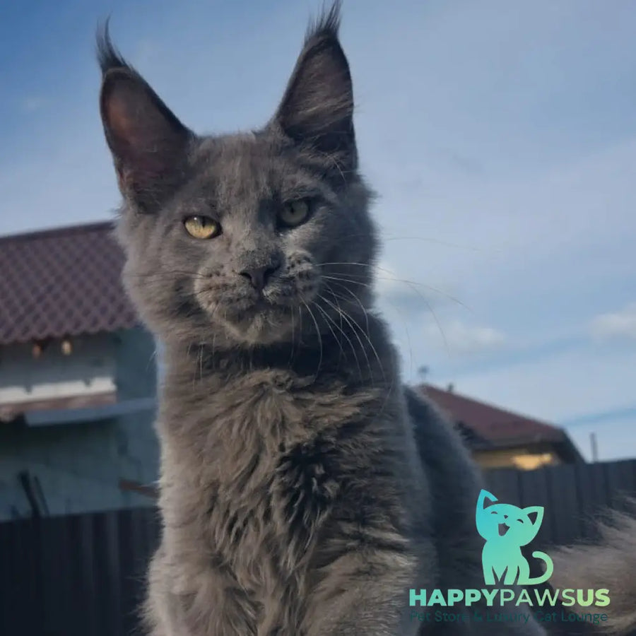 Major Maine Coon male blue - live animals