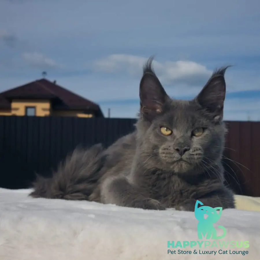 Major Maine Coon male blue - live animals