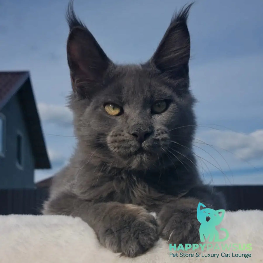 Major Maine Coon male blue - live animals