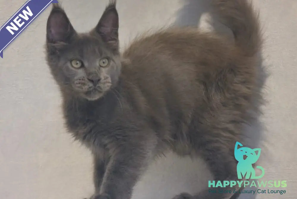 Major Maine Coon male blue - live animals