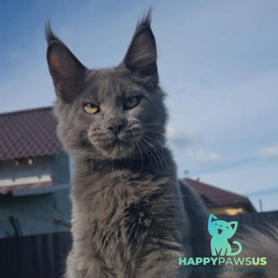 Major Maine Coon male blue - live animals