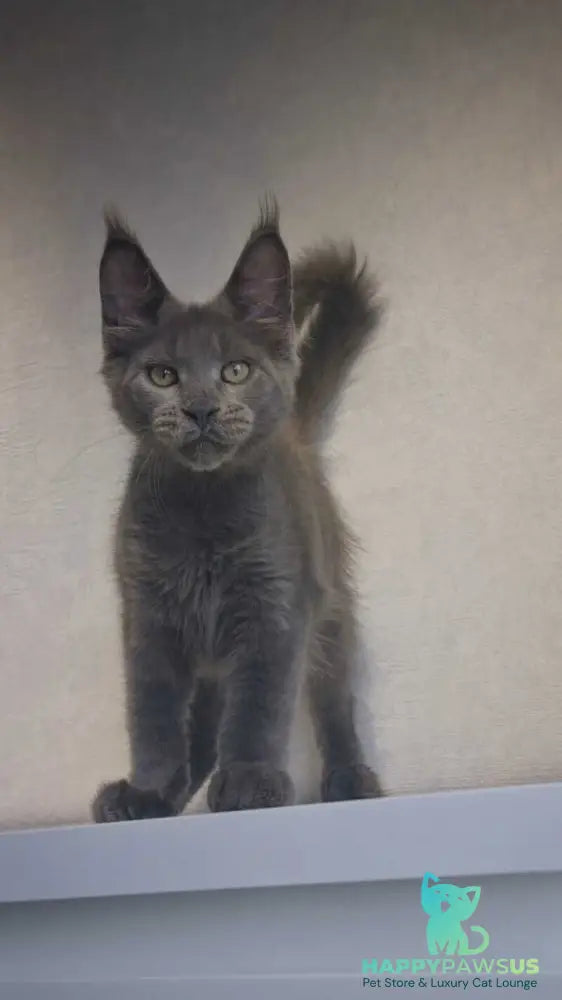 Major Maine Coon male blue - live animals