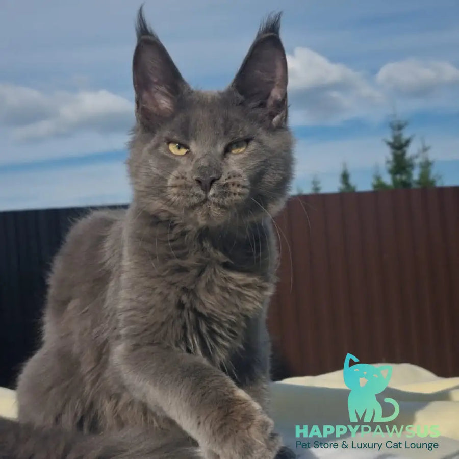 Major Maine Coon male blue - live animals