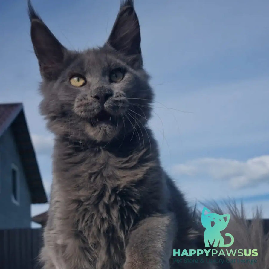 Major Maine Coon male blue - live animals