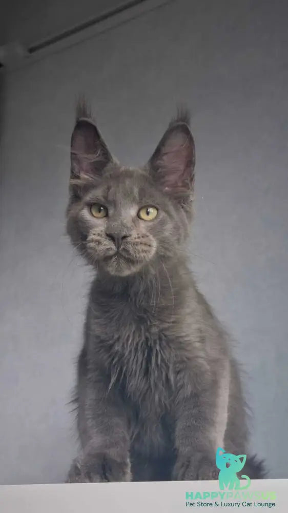 Major Maine Coon male blue - live animals