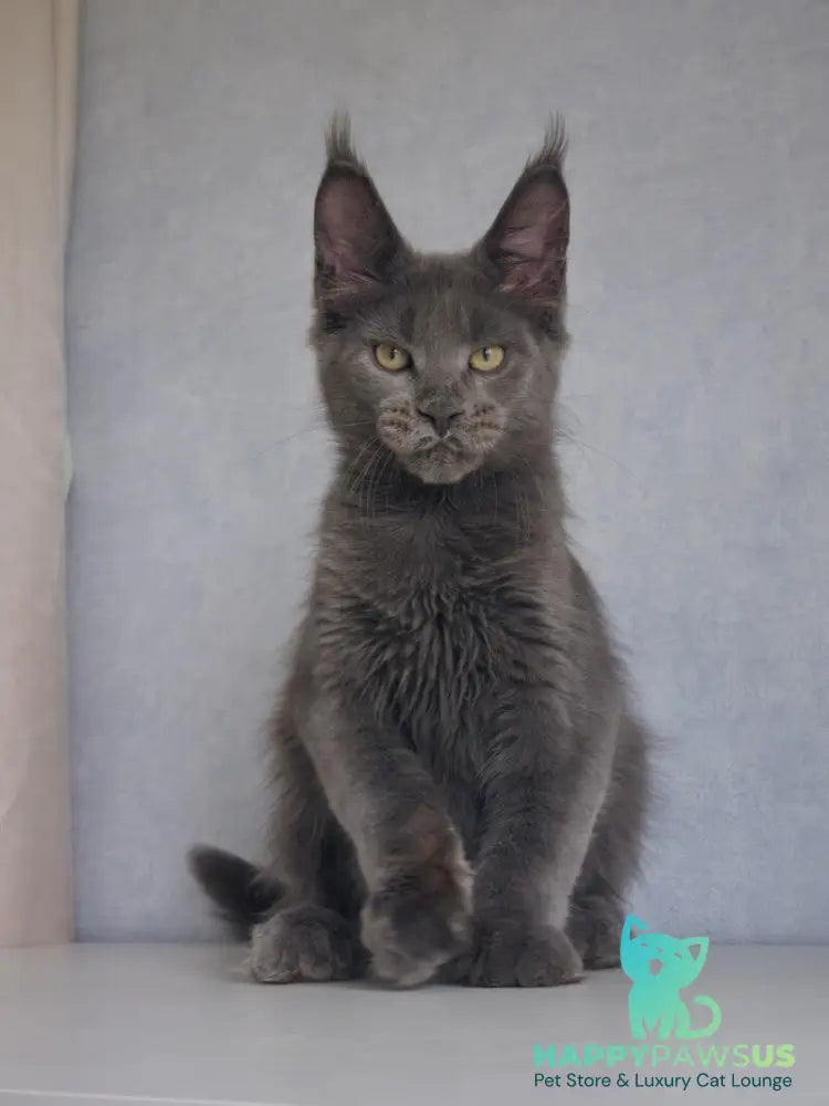 Major Maine Coon male blue - live animals