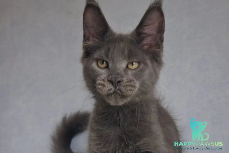 Major Maine Coon male blue - live animals