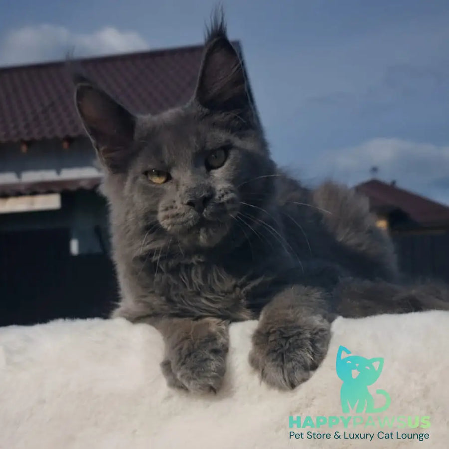 Major Maine Coon male blue - live animals