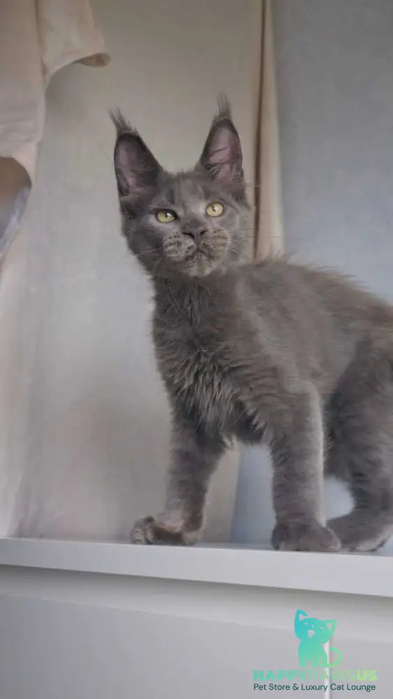 Major Maine Coon male blue - live animals