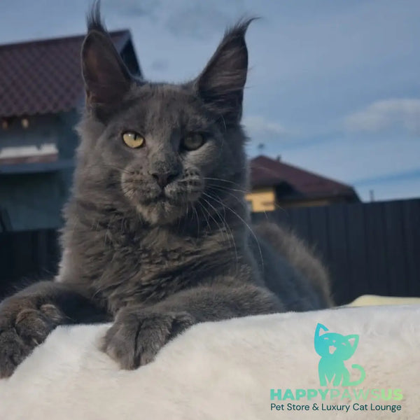 Major Maine Coon male blue - live animals