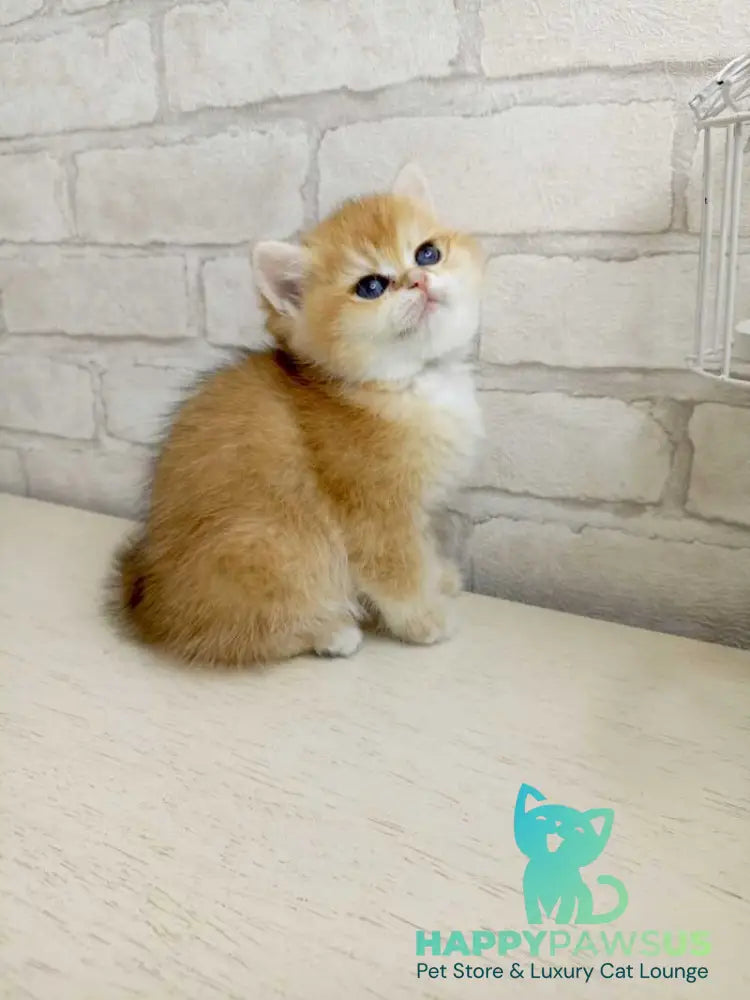Makar British Shorthair male black golden chinchilla - live animals