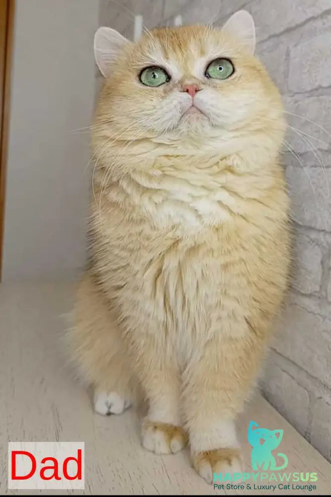 Makar British Shorthair male black golden chinchilla - live animals