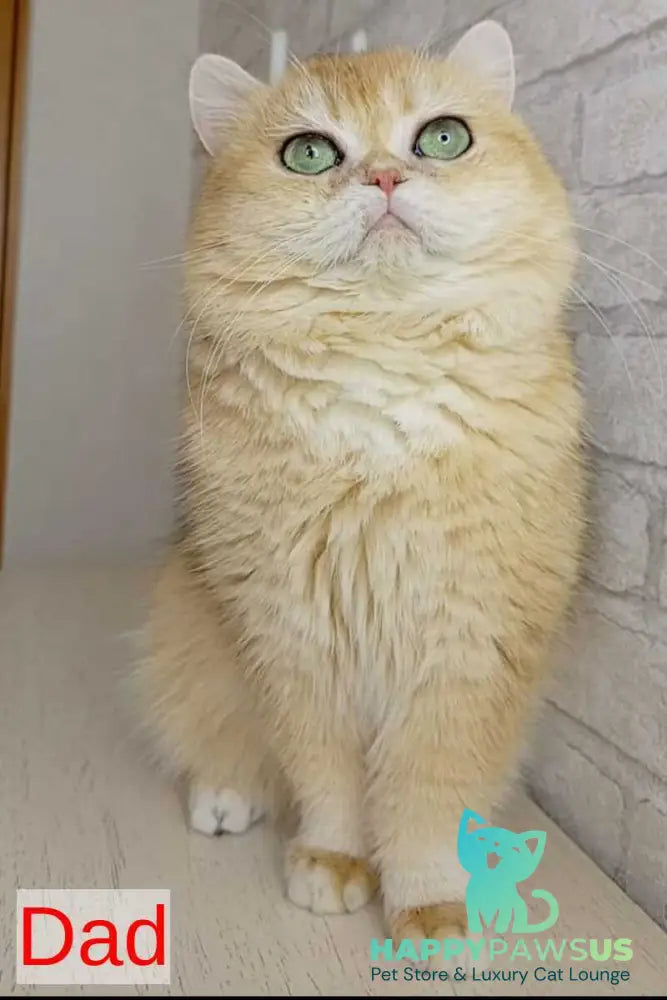 Makar British Shorthair male black golden chinchilla - live animals