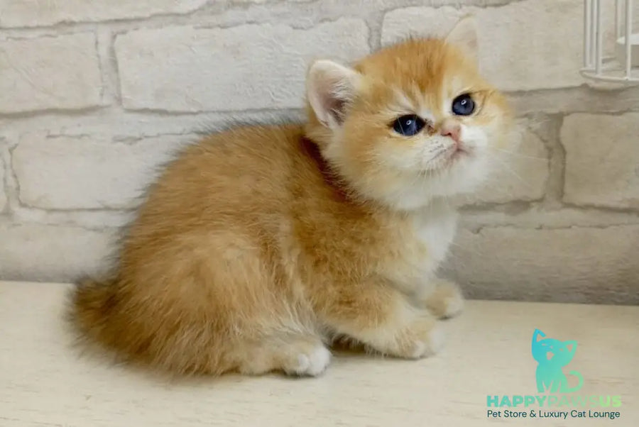 Makar British Shorthair male black golden chinchilla - live animals