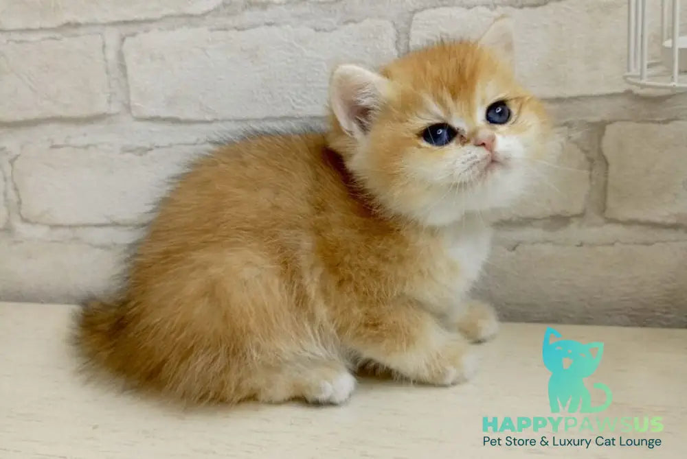 Makar British Shorthair male black golden chinchilla - live animals