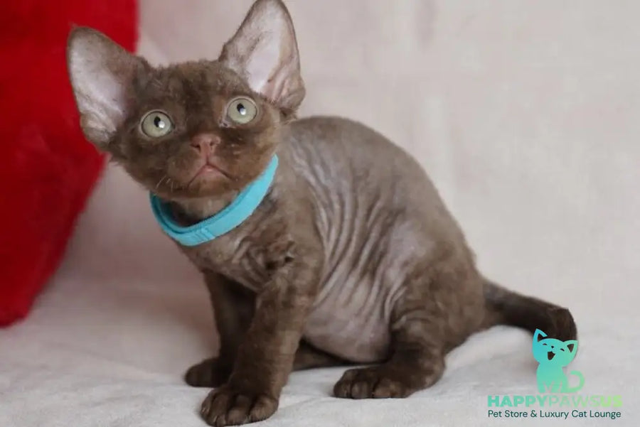 Makar Devon Rex male chocolate - live animals