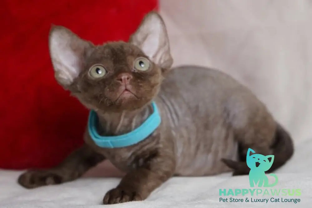 Makar Devon Rex male chocolate - live animals