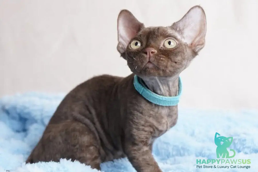 Makar Devon Rex male chocolate - live animals