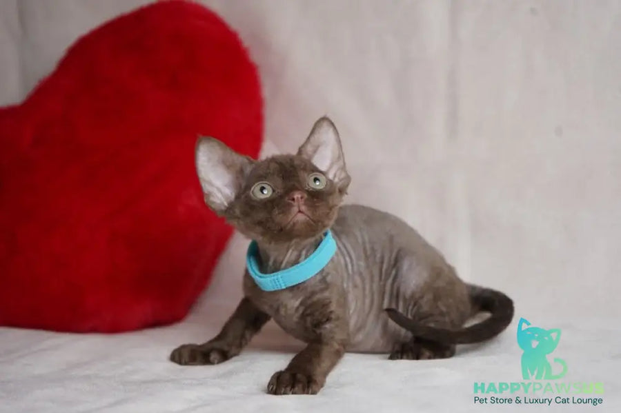 Makar Devon Rex male chocolate - live animals